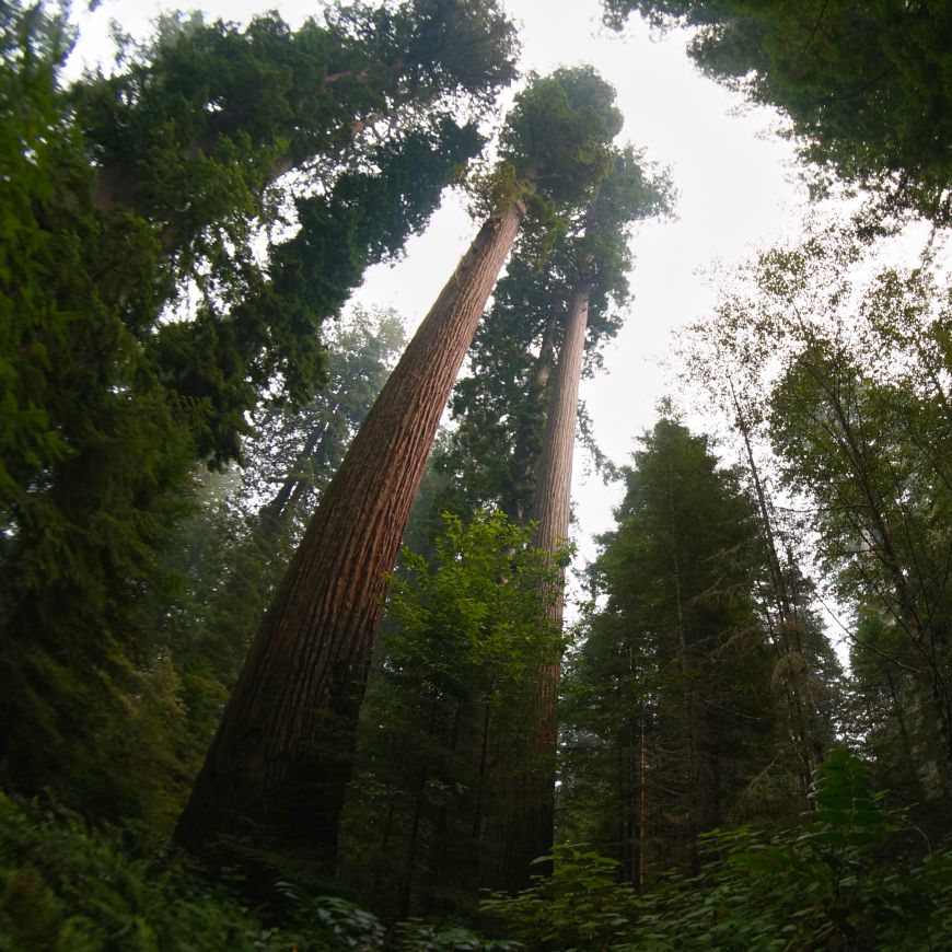 redwood national park