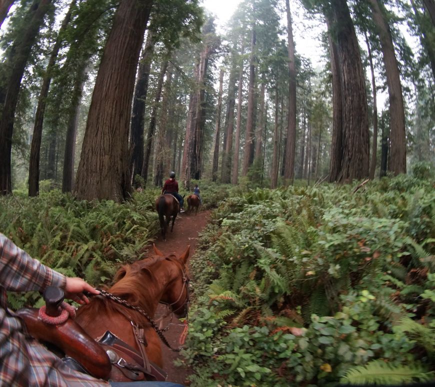 redwood national park horse rides