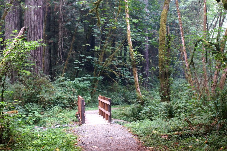 redwood creek trail, redwood national park