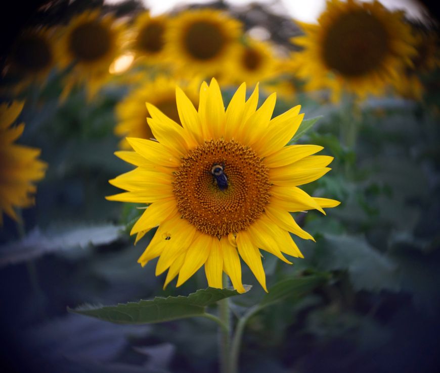 sunflower with bumble bee