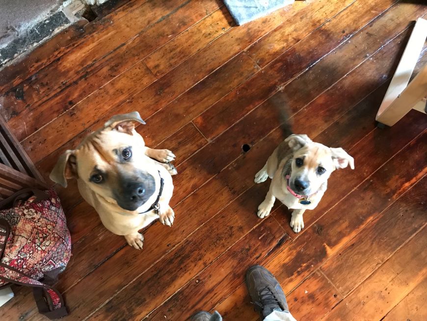 antique douglas fir floorboards hardwood floor restoration refinishing