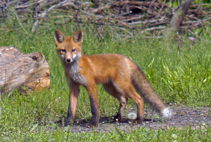 red fox in backyard