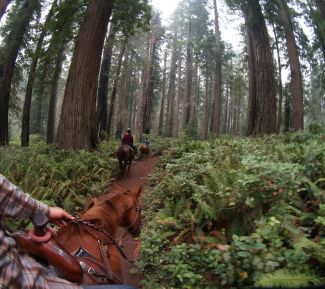 Redwood Trails Horse Rides, horseback riding in the Redwood National Park near Orick California
