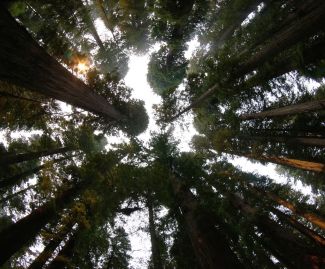 Looking up at the giant redwoods