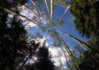 Looking up at aspen trees with fisheye lens