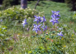 Colorado wild flowers
